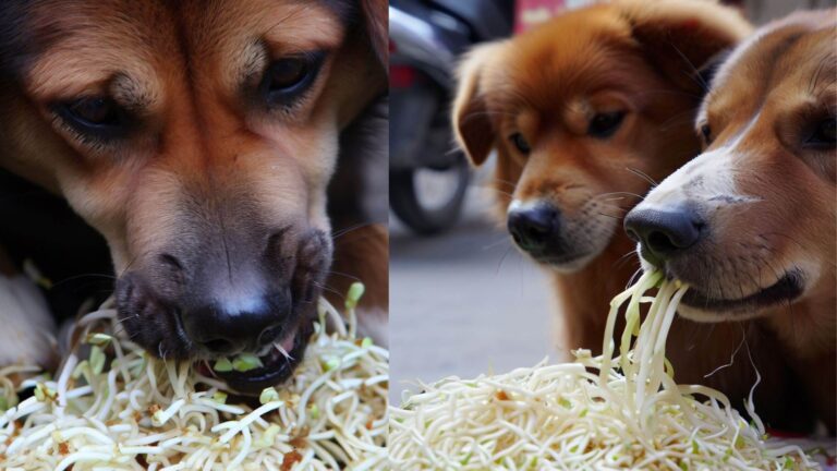 Can Dogs Eat Bean Sprouts