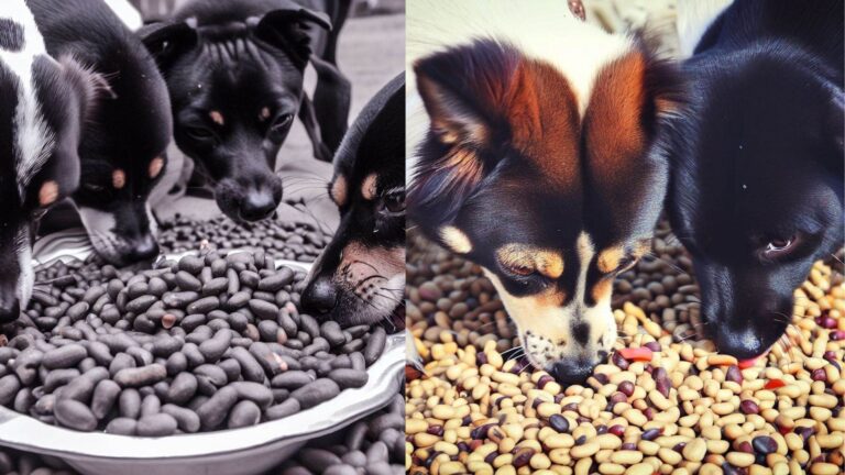 Can Dogs Eat Black-Eyed Peas