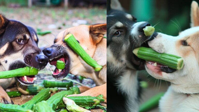 Can Dogs Eat Okra