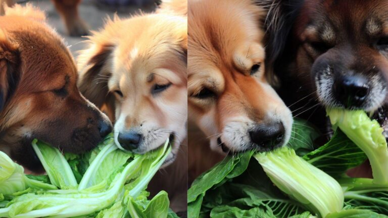 Can Dogs Eat Bok Choy