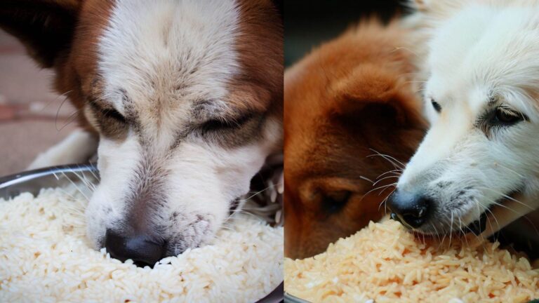 Can Dogs Eat Jasmine Rice