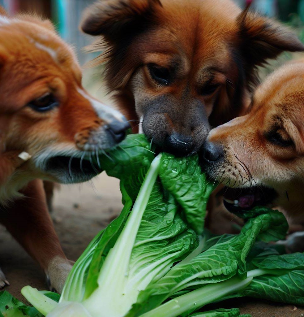 Is bok choy good for dogs