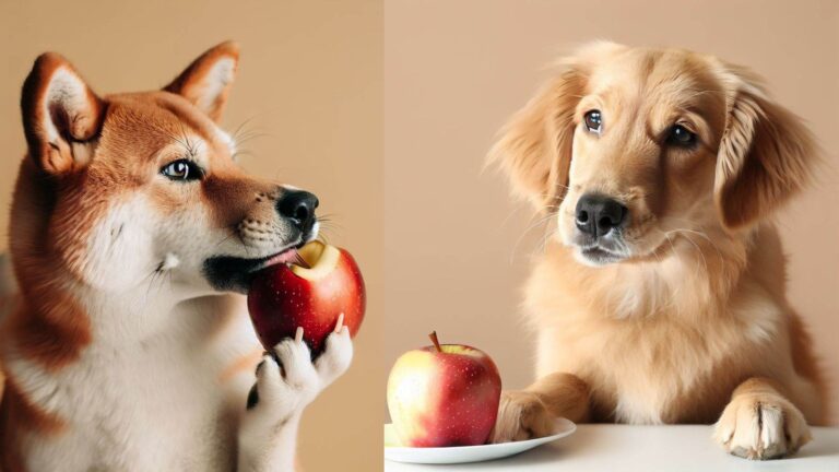 Can Dogs Eat Apples