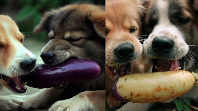 Can Dogs Eat Eggplant