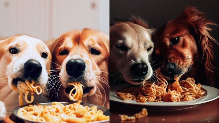 Can Dogs Eat Pasta