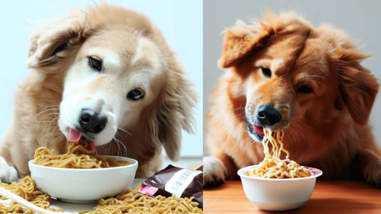 Can Dogs Eat Ramen Noodles