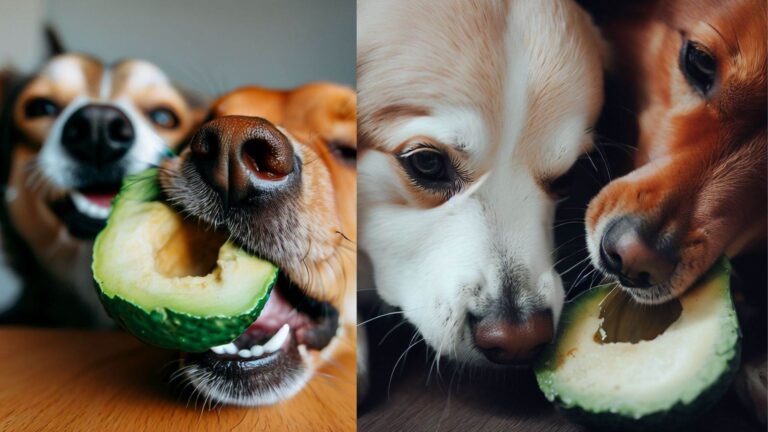 Can Dogs Eat Avocado