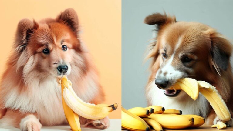 Can Dogs Eat Bananas