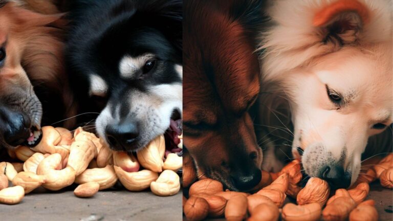 Can Dogs Eat Cashews