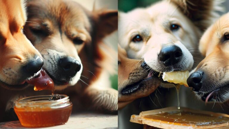 Can Dogs Eat Honey