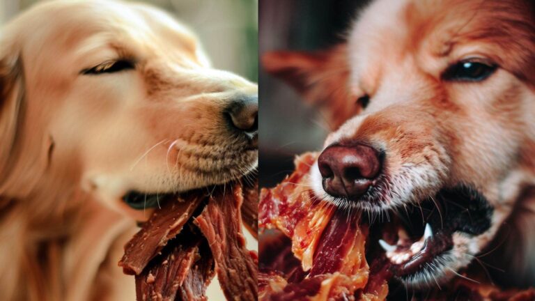 Can Dogs Eat Beef Jerky