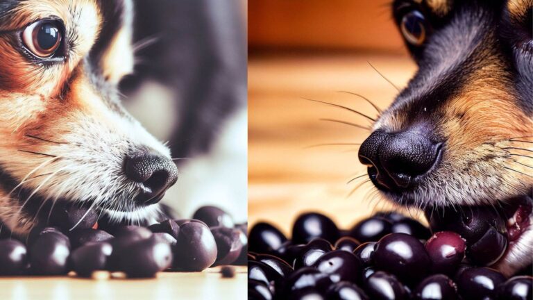 Can Dogs Eat Black Olives