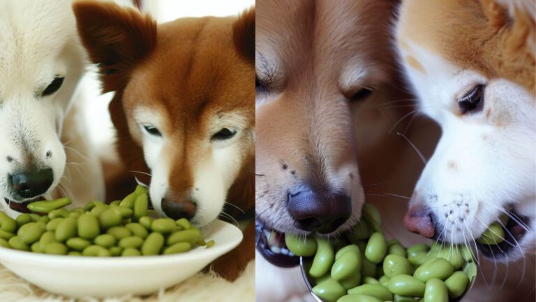 Can Dogs Eat Edamame