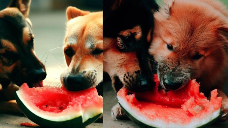 Can Dogs Eat Watermelon Rind