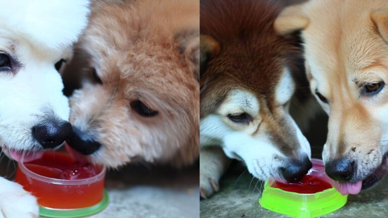 Can Dogs Eat Jello