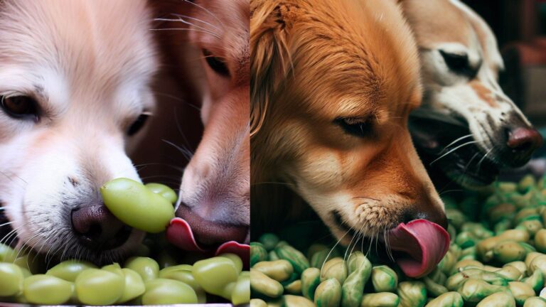 Can Dogs Eat Lima Beans